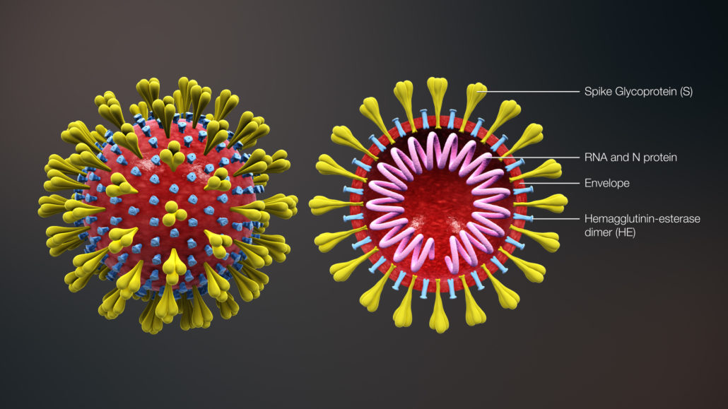 Images combined from a 3D medical animation, depicting the shape of coronavirus as well as the cross-sectional view. Image shows the major elements including the Spike S protein, HE protein, viral envelope, and helical RNA